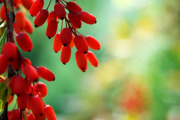 berberine plant