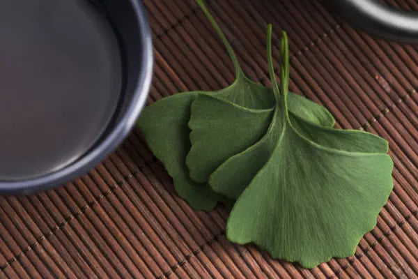 ginkgo biloba
