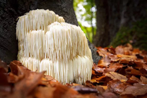 lions_mane