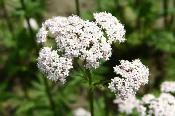 valeriaan