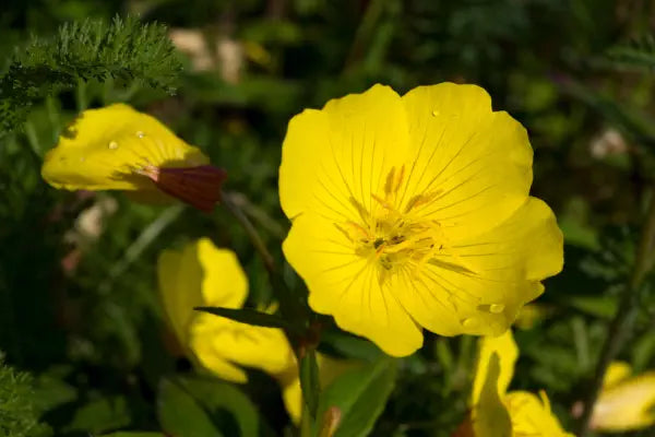 teunisbloem