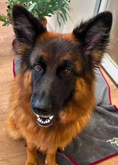 Isa