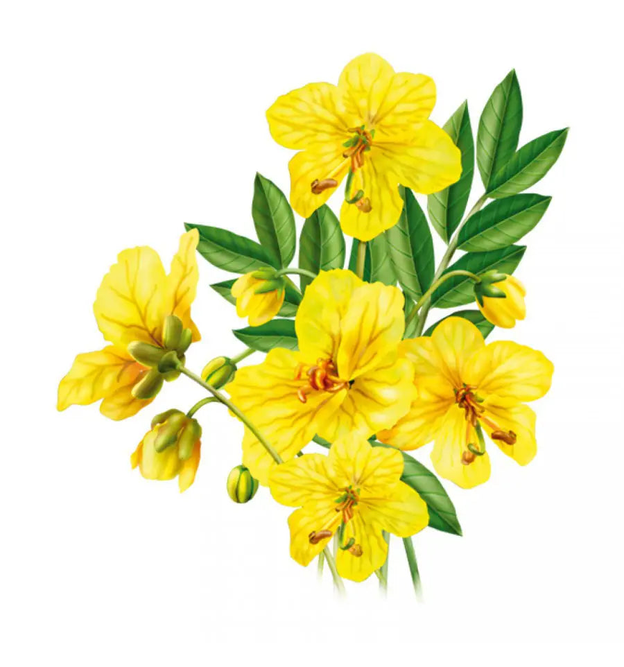 Wapiti Darmfunctie complex 20 tabletten (afbeelding 2)