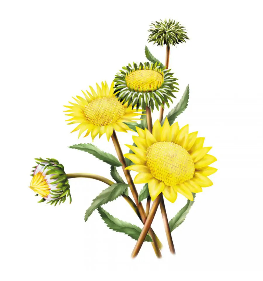 Wapiti Hoestsiroop 150 ml (afbeelding 2)