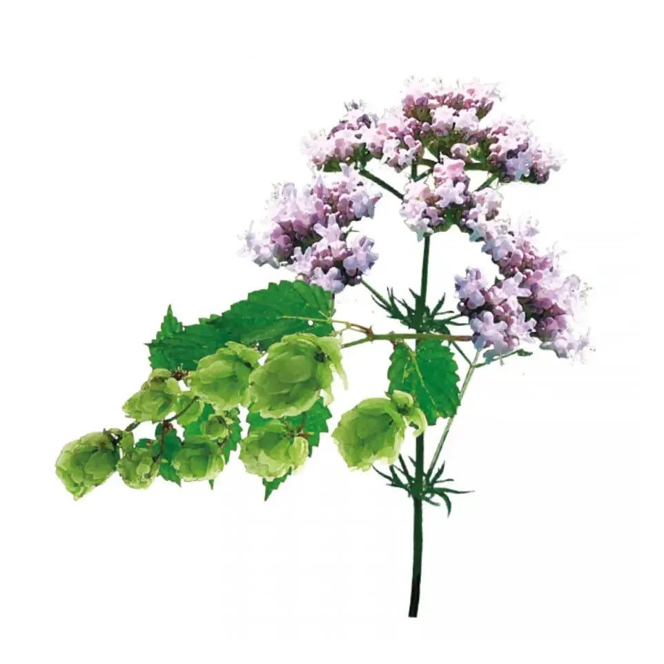 Wapiti Nachtrust 40 dragees