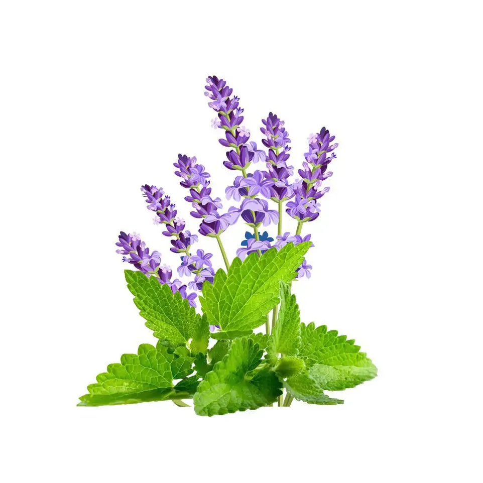 Wapiti Bos & Duin huidolie 100 ml