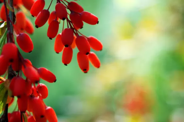 berberine plant