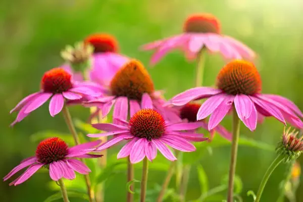 Ontdek wat Echinacea voor jou kan betekenen