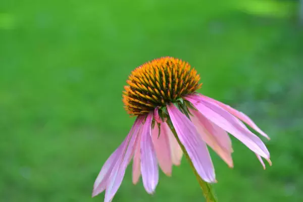 echinacea plant