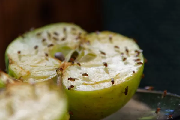 Fruitvliegjes bestrijden met deze 8 natuurlijke manieren