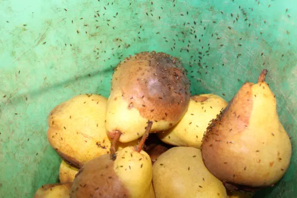 fruitvliegjes fruit