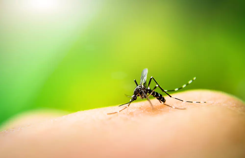 Last van muggen? Kies voor natuurlijke middelen