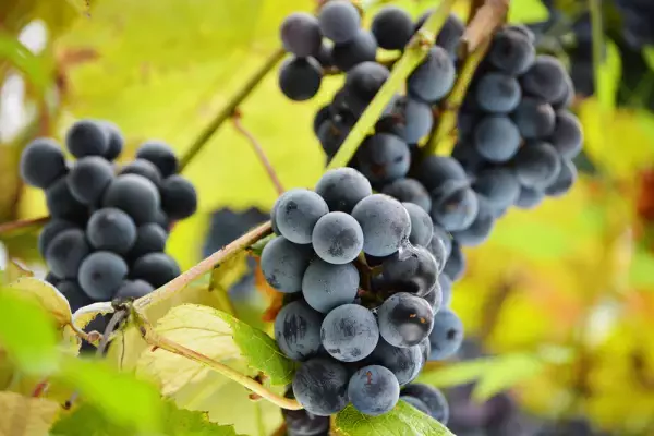 Alles wat je moet weten over resveratrol | Complete gids